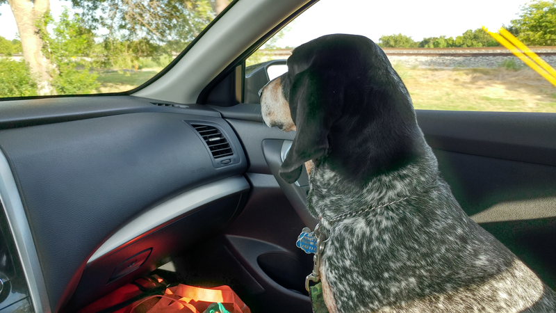 Ellie is a great navigator, but wasn’t too impressed with scenery of Rte 79 in Texas heading towards I-20.